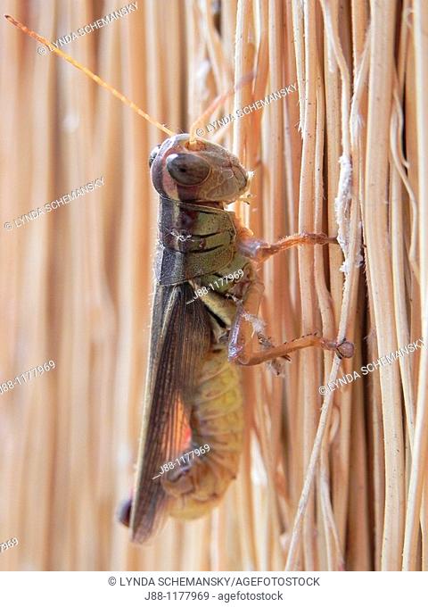 Grashopper preparing to lay eggs  The grasshopper is perched on a broom, eating one of the broom straws