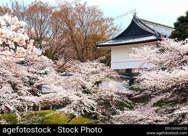 Tokyo Emperor's Palace with cherry blossom, Spring