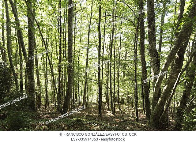 Forest in the Seva de Irati in Navarra, Spain