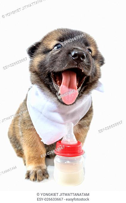 Cute baby of the dogs black and brown sitting beside bottles of milk with happy on isolated white background