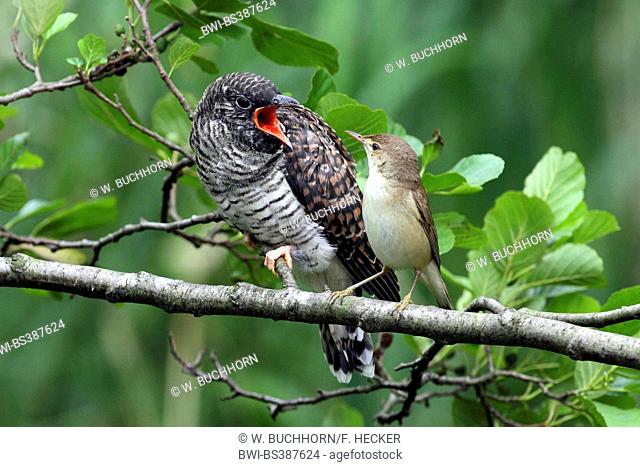 Eurasian cuckoo (Cuculus canorus), reed warbler feeding the fledged cuckoo chick on a branch, Germany