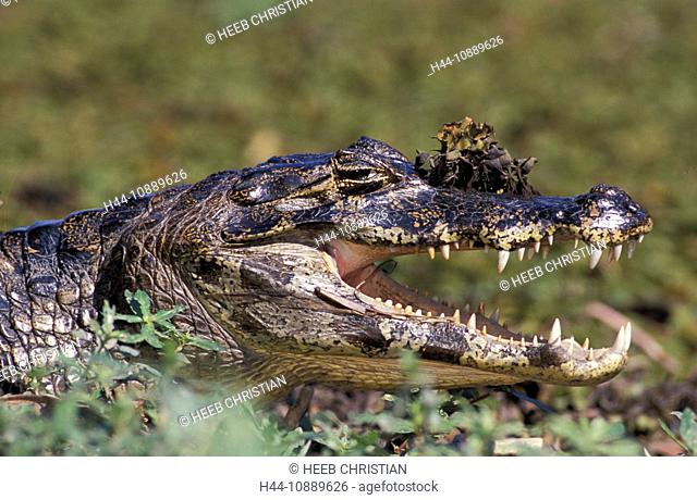 Caiman, crocodile, animal, Caiman, crocodile, animal, crocodilus, Pantanal, near Cuiaba, Mato Grosso, Brazil, South America, teeth