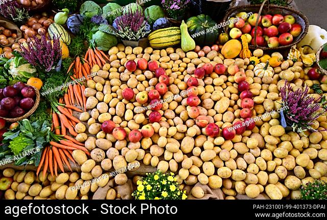 01 October 2023, Thuringia, Erfurt: Potatoes, fruit and vegetables lie in front of the altar in Erfurt's Predigerkirche, and a ""30"" formed from apples stands...