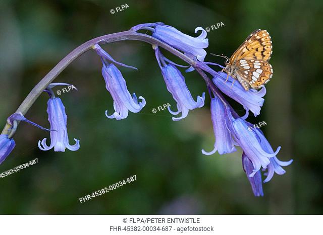 Duke of Burgundy Hamearis lucina adult, resting on Bluebell Hyacinthoides non-scripta flowers, England, april