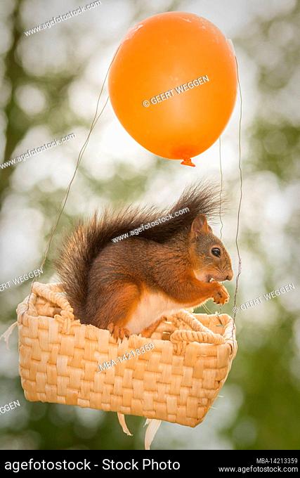 female red squirrel standing in basket with a balloon