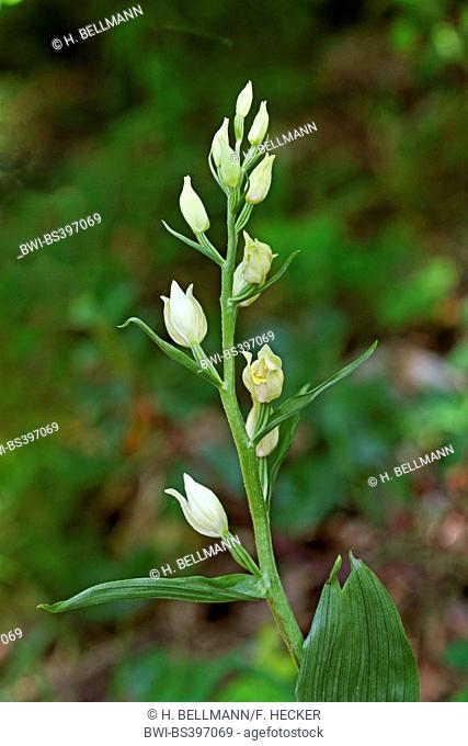 White helleborine (Cephalanthera damasonium), inflorescence, Germany