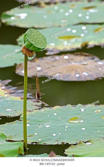 Lotusflower, Nelumbo nucifera, thailand