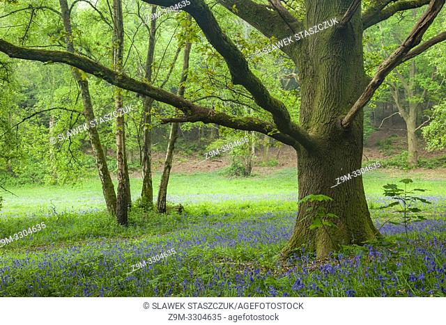 Misty spring morning in a West Sussex woodland, England