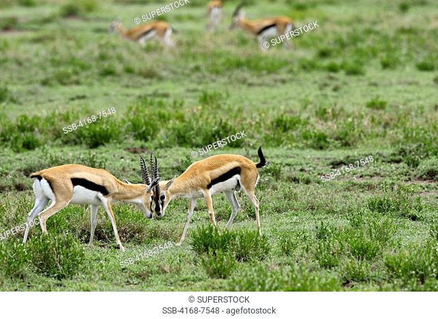 Tanzania, Serengeti National Park, Thomson's Gazelle Gazella Thomsoni, Males Fighting