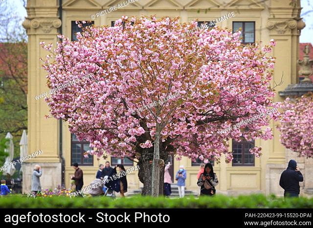 23 April 2022, Bavaria, Würzburg: Visitors to the courtyard garden of the residence stand under blooming Japanese ornamental cherries