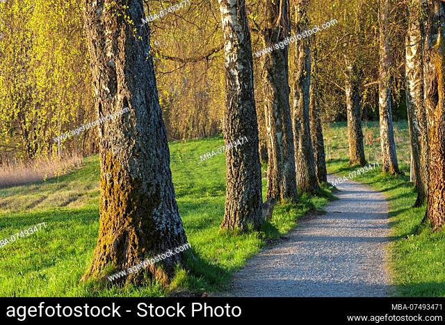Birch alley at lake Staffelsee, Uffing am Staffelsee, Upper Bavaria, Bavaria, South Germany, Germany, Europe