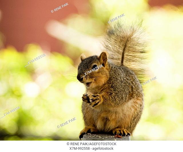A happy fox tree squirrel Sciurus niger eating a nut  Order: Rodentia Family: Sciuridae Subfamily: Sciurinae Genus: Sciurus Subgenus: Sciurus