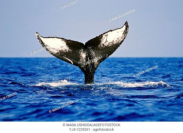humpback whale, Megaptera novaeangliae, lobtailing or tail slapping, showing unique marking and color pattern on ventral surface of its tail or fluke which can...
