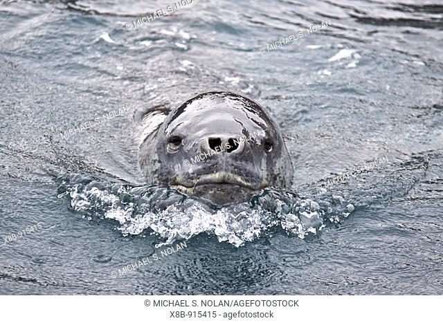 The Leopard seal Hydrurga leptonyx is the second largest species of seal in the Antarctic after the Southern Elephant Seal