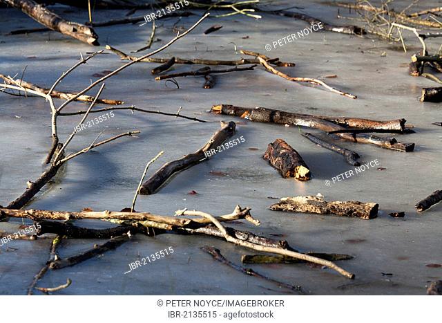 Broken branches on frozen pond in winter, South Downs, Hampshire, England, United Kingdom, Europe