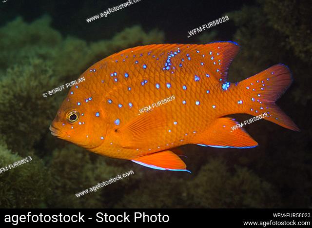 Juvenile Garibaldi Fish, Hypsypops rubicundus, Catalina Island, California, USA