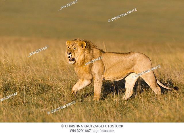 Male Lion (Panthera leo) walking in grass, Maasai Mara National Reserve, Kenya, Africa