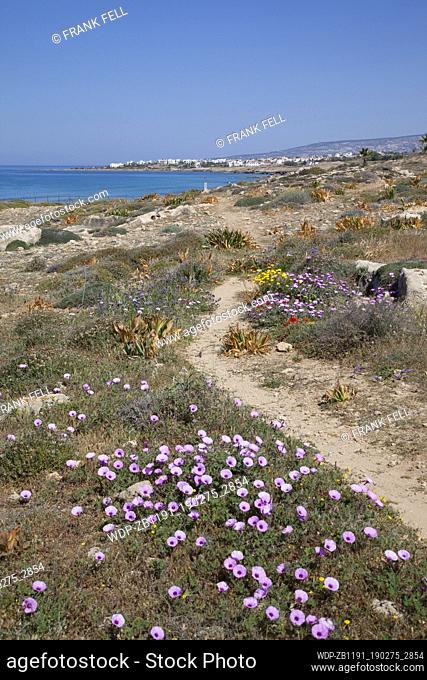 Cyprus, Paphos, Tombs of the Kings, Flowers & shoreline