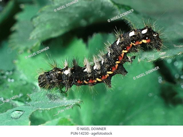 Close-up of the larva of a knot grass moth Acronicta rumicis crawling over leaves in a Cambridgeshire garden