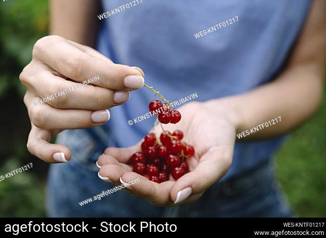 Young woman harvesting red currants
