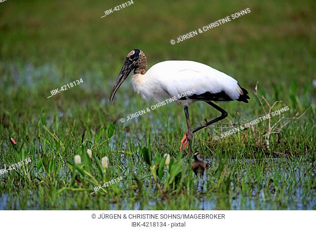 Wood stork (Mycteria americana), adult in a meadow, wet meadow, by the water, foraging, Pantanal, Mato Grosso, Brazil