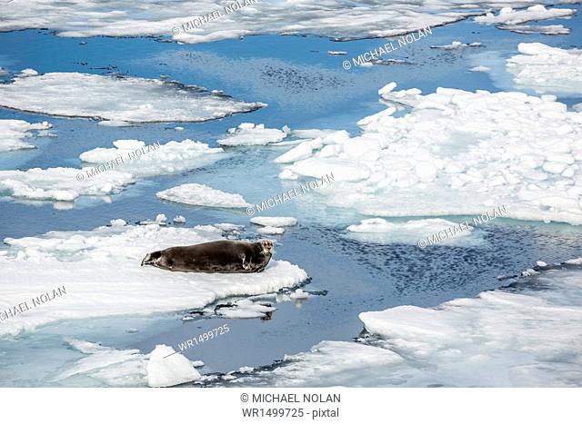Adult bearded seal (Erignathus barbatus) on ice floe in Hinlopen Strait, Spitsbergen, Svalbard, Norway, Scandinavia, Europe