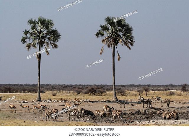 Wildlife in Etosha