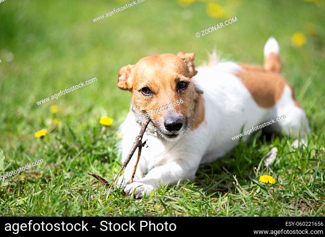 Funny dog jack russell breed plays with a stick on the summer lawn. Beautiful dog in nature