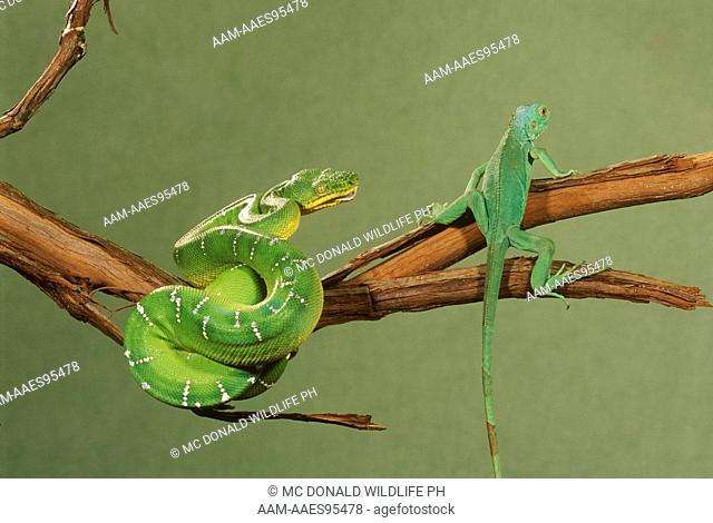 Emerald Tree Boa (Boa canina) with Green Tree Iguana (Iguana iguana) S.A