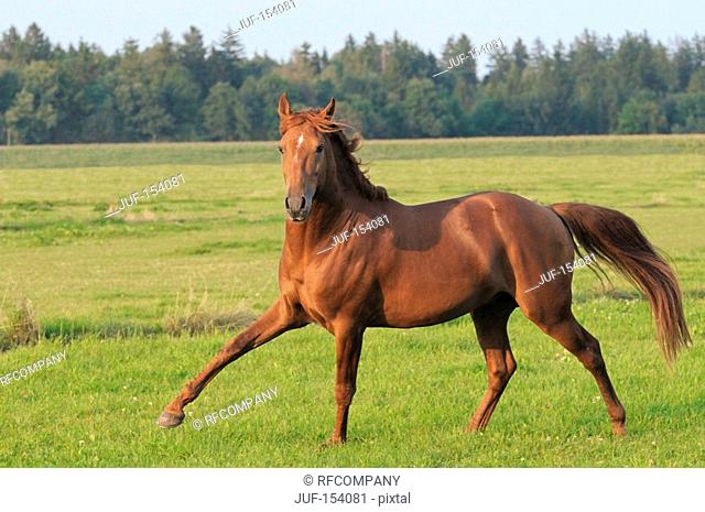 Lusitano horse - galloping on meadow