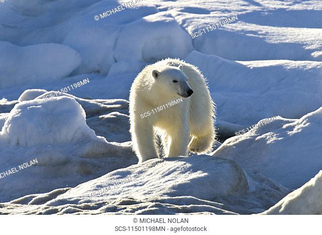 Curious young female polar bear Ursus maritimus on multi-year ice floes in the Barents Sea off the eastern coast of Edgeÿya Edge Island in the Svalbard...