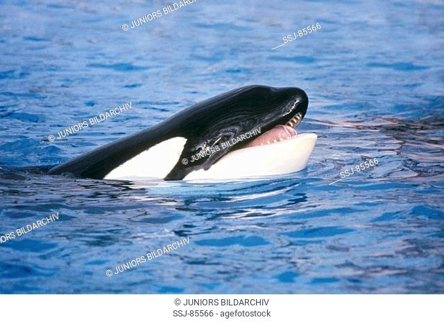 killer whale / Orcinus orca