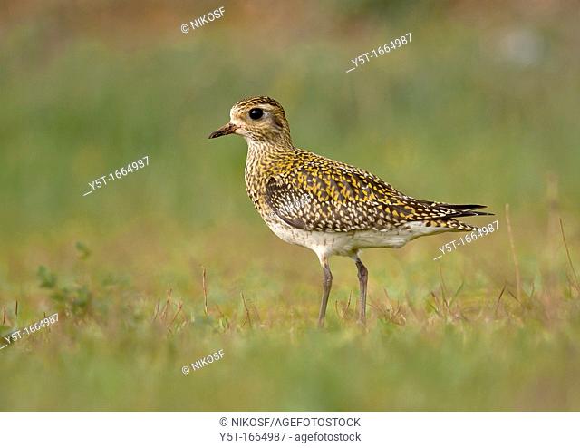Golden plover sitting in the grass  Athens, Greece