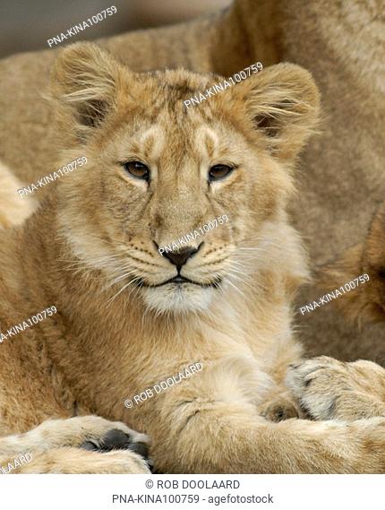 Asiatic Lion Panthera leo persica - Diergaarde Blijdorp, Rotterdam, South Holland, The Netherlands, Holland, Europe