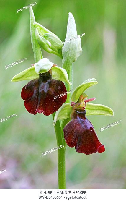 Hybrid-Blasses-und Stattliches-Knabenkraut (Ophrys x devenensis, Ophrys x apiculata), hybrid between Ophrys holoserica and Ophrys insectifera, Germany