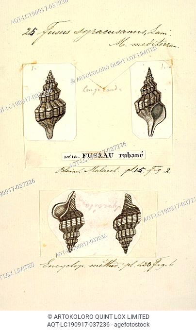 Fusus syracusanus, Print, Fusinus syracusanus, common name Syracusan Spindle Shell, is a species of sea snail, a marine gastropod mollusk in the family...