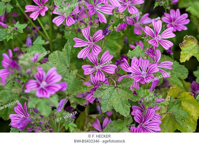 common mallow, blue mallow, high mallow, high cheeseweed (Malva sylvestris), blooming, Germany