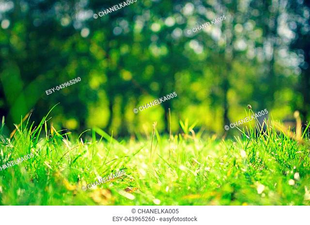 Under the bright sun. Abstract natural backgrounds with beautiful bokeh. Green summer landscape