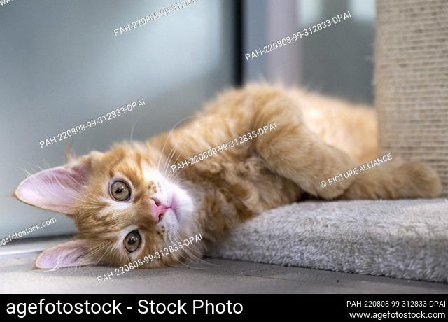 05 August 2022, Berlin: A young cat lies in the mother and child cat house at the Berlin animal shelter. This summer, more cats are being cared for in the cat...