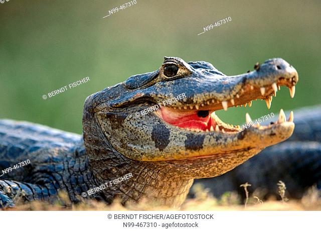 Caiman (Caiman crocodilus) sunbathing on the bank of a water pond, open mouth. Near Pocone. Pantanal. Mato Grosso. Brazil
