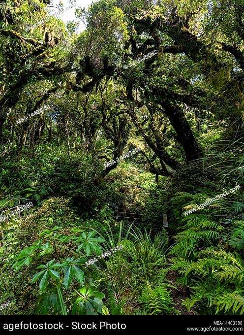 Rainforest near Mt. Taranaki in Egmont National Park, North Island of New Zealand