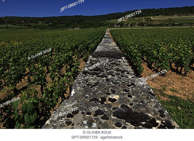 WALL OF THE CLOS DES PERRIERES, COTE-D'OR (21), BOURGOGNE, FRANCE