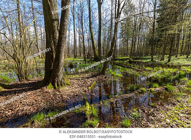 Springtime alder-bog forest in sun with flood water, Bialowieza Forest, Poland, Europe