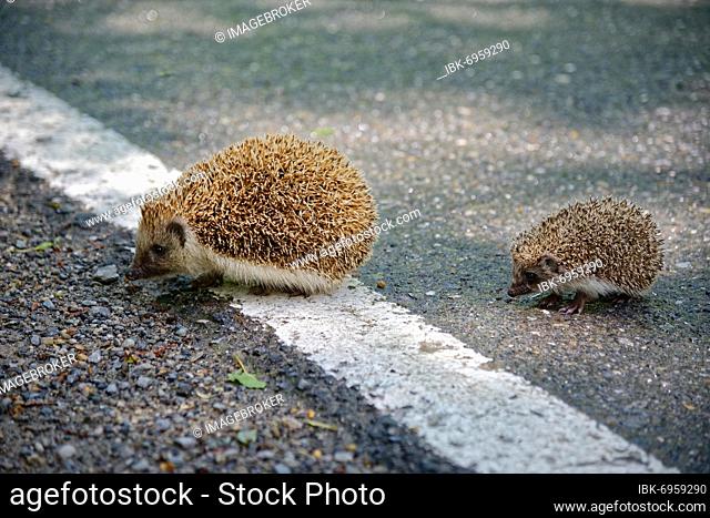 Northern white-breasted hedgehog (Erinaceus roumanicus) with baby hedgehog crossing a road, Spondigna, Prato Allo Stelvio, Trentino-Alto Adige, Italy, Europe