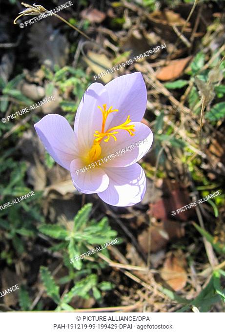 27 September 2019, Spain, Consuegra: The flower of the crocus species saffron. Each flower contains a stylus branching into three scars