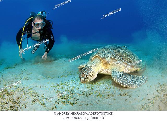Diver swims near green sea turtle (Chelonia mydas) Red sea, Marsa Alam, Abu Dabab, Egypt