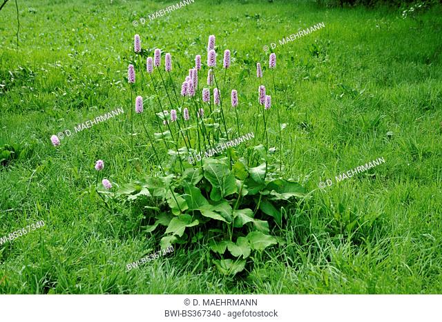 Common bistort, Meadow bistort (Polygonum bistorta, Bistorta officinalis, Bistorta major, Persicaria bistorta), flowering smartweed on a meadow, Germany