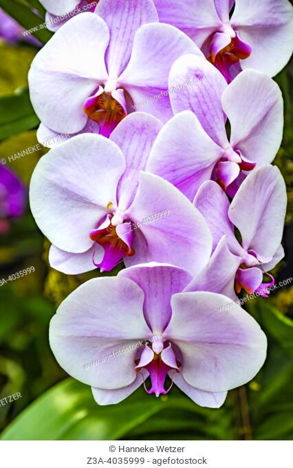 Closeup of the pink Moth Orchid (Phalaenopsis) orchid flower