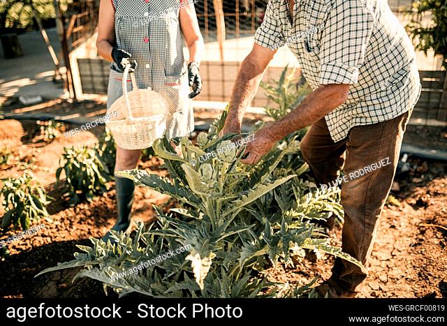 Senior agricultural coworkers harvesting vegetable at farm