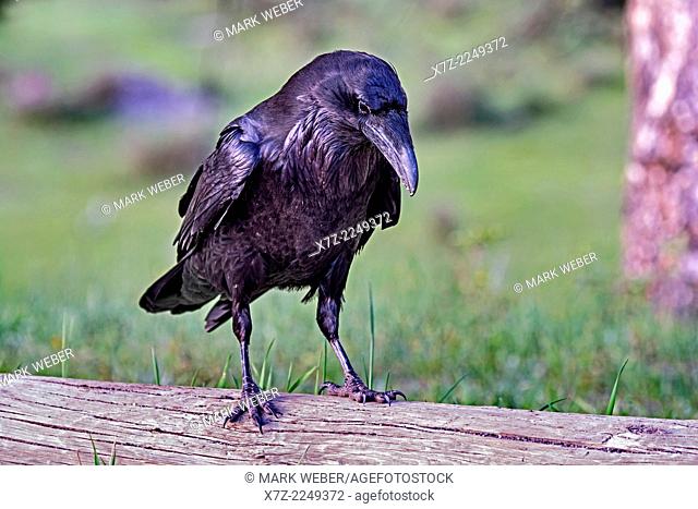 Yellowstone, Common Raven near Antler Creek in Hayden Valley in Yellowstone National Park in northern Wyoming
